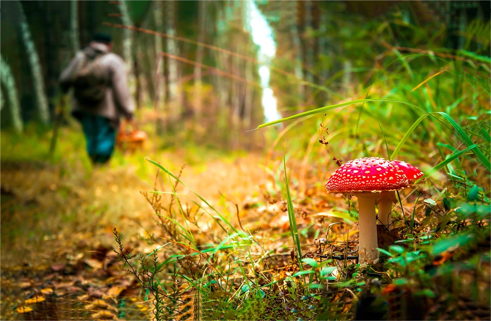 Settle Outdoor - 6 Plants to Stay Away From While Camping or Hiking - Dangerous Plants to Keep Away From